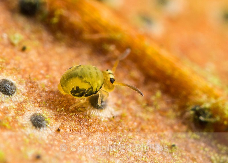 Sminthurinus reticulatus - Sminthurinus reticulatus