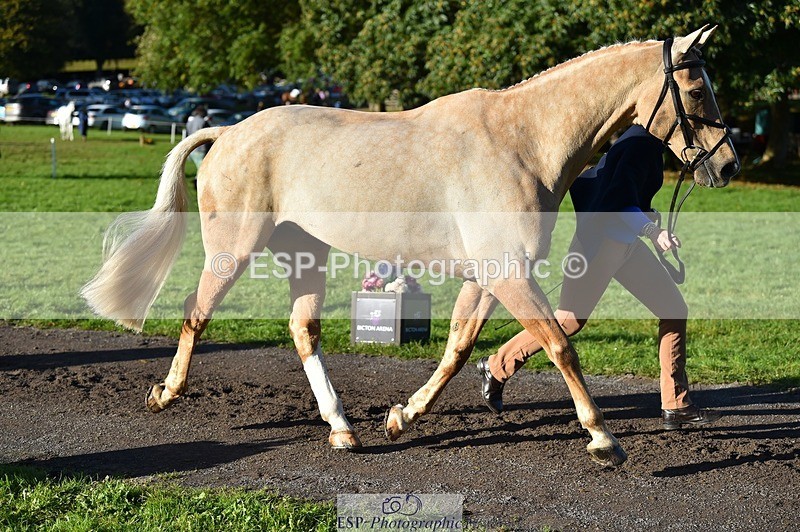 231022-100156-22193 - 612-CORRIEVIEW.MERLIN.MAGIC-Jane.Rogers-TrotUp+SJ