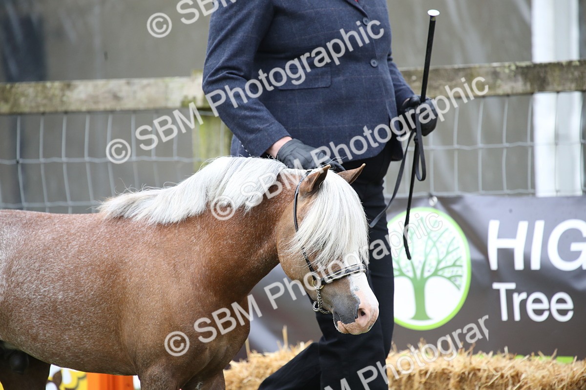 SBM_03680 - Class 23-25 - British Miniature Horse of the Year