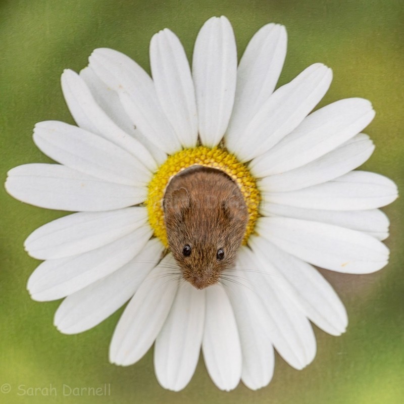 Vernon in Daisy SD20263 - Greeting Cards