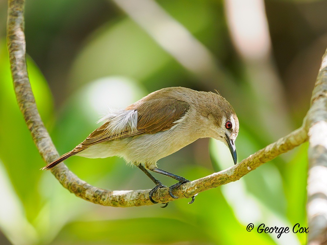 Mouse brown sunbird - Gambia 2025