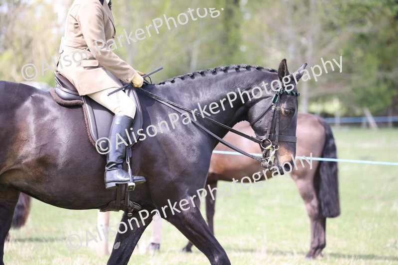 20250427-4069 - Class 34 - Best Riding Horse Over 14.2hh