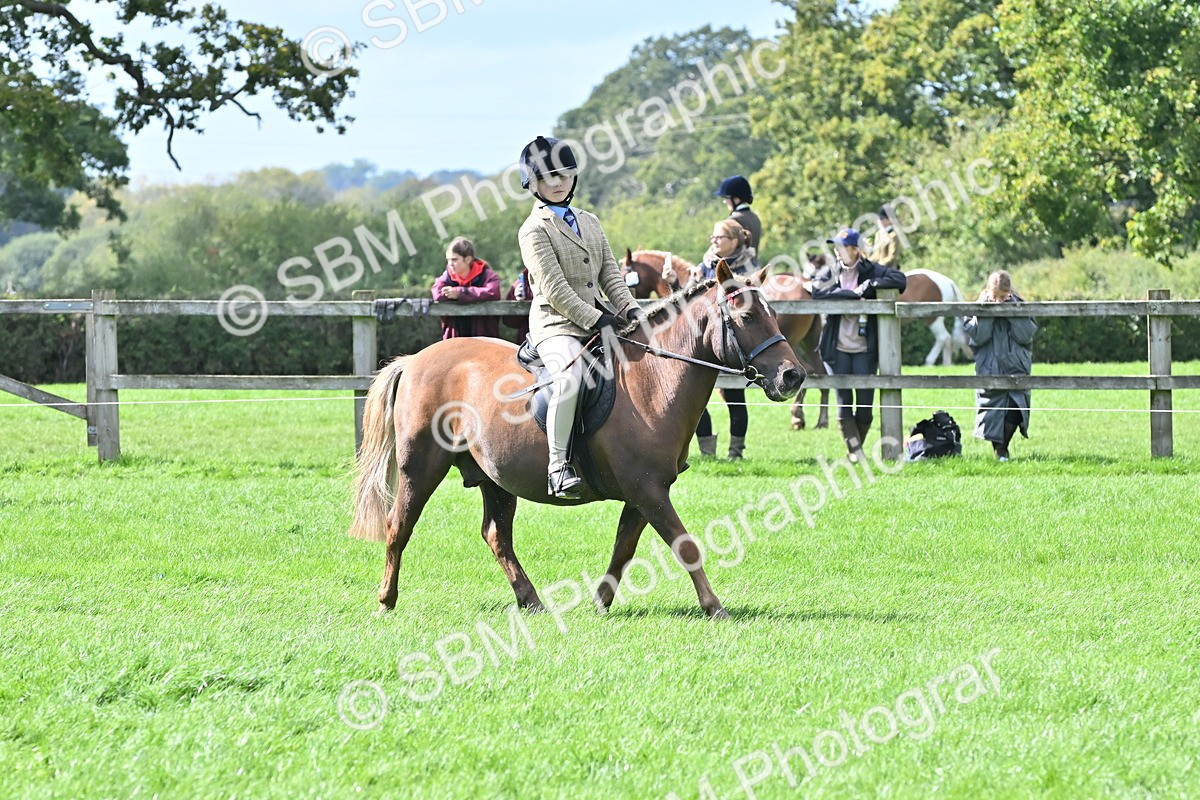 SBM_44521 - S13 - Pony Club Pony