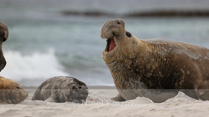 Elephant Seal beachmaster faces challenge, Sea Lion Island, Falklands - Seal