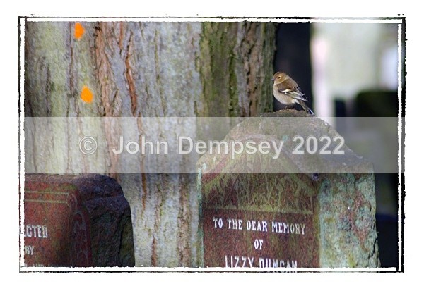 Chaffinch On A Headstone - Sleepyhillock Cemetery
