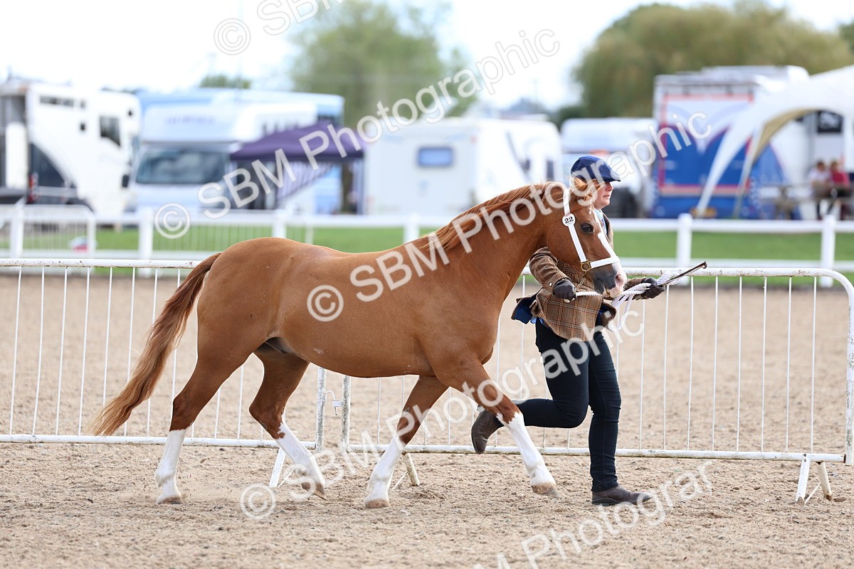 SBM_18719 - Class 317 - IH Pure Bred Horse-Pony