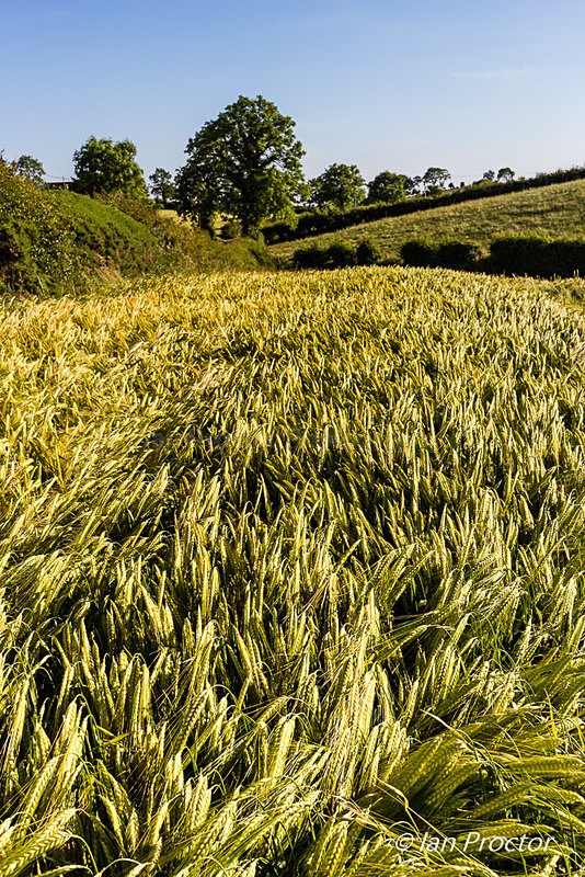 Barley in Golden Sunlight - Summer