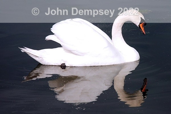 Cygnets2008 6 - The Curlie