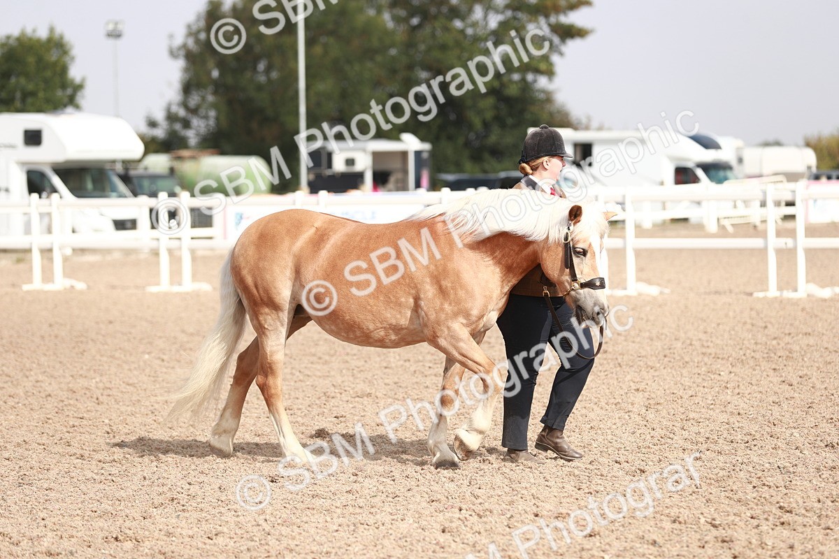 SBM_11754 - Class 206 IH Non Show Type Pony