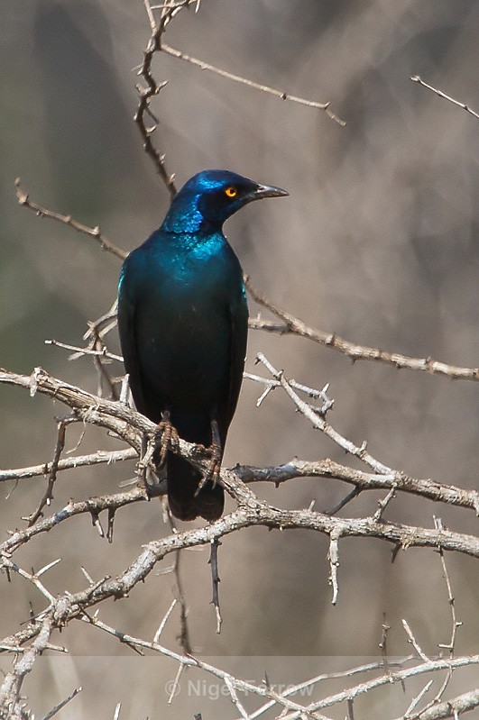 Cape (Red-Shouldered) Glossy Starling perched on a thorny branch - Cape (Red-Shouldered) Glossy Starling