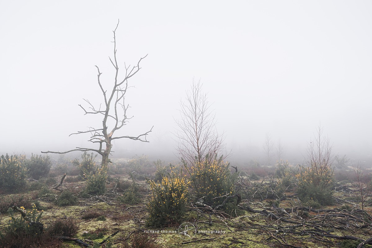  - Charred Mist