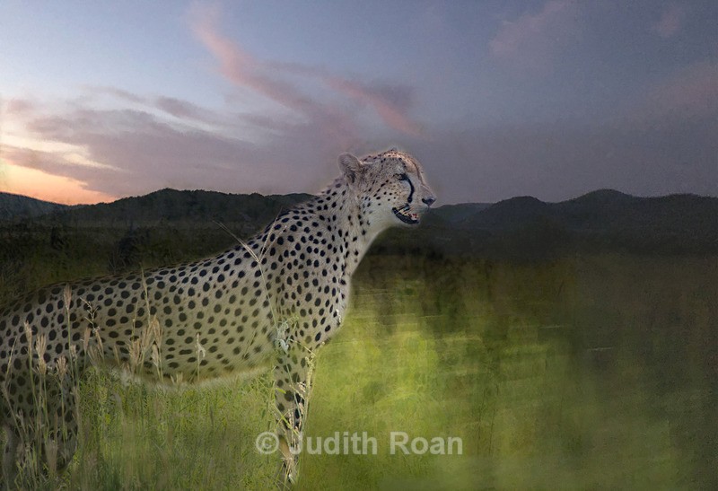 Cheetah Sunset - Photo Montages