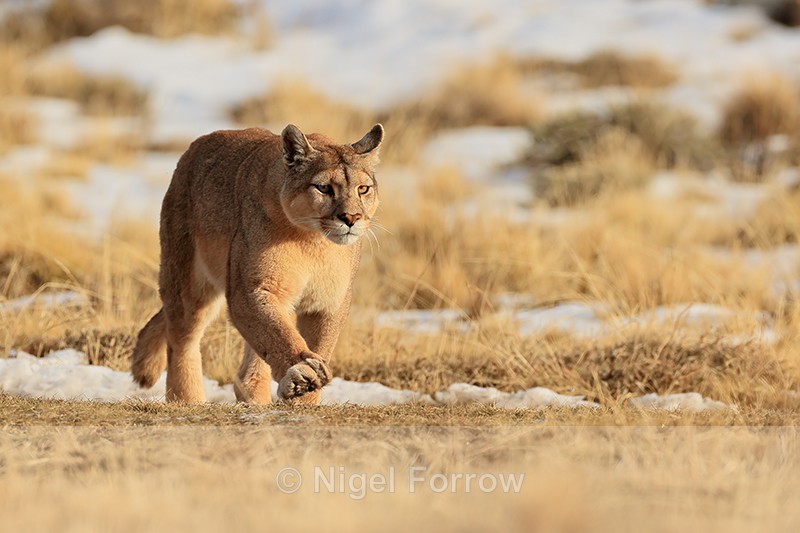 Puma Dania running, low angle view, Torres del Paine, Chile - Puma