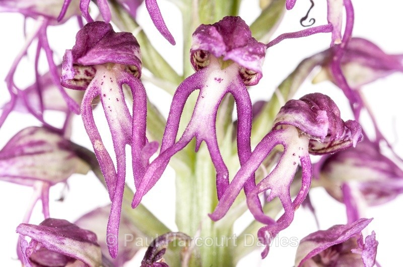  - WB: Orchids - Orchis