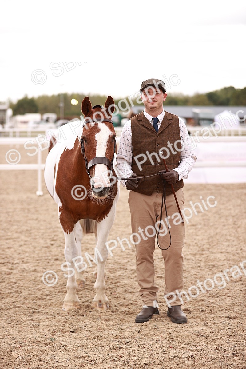 SBM_16217 - Class412 - Handsome Gelding (IH  or Ridden) Adult