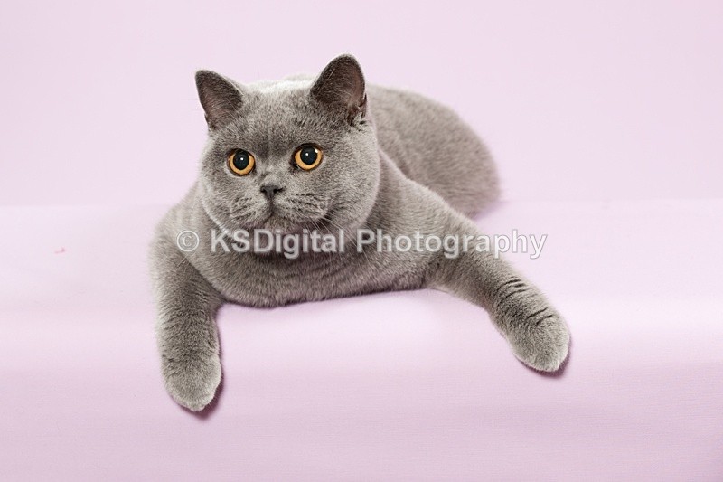 Mardenka Musical Chairs (16) - Tufton British Shorthairs
