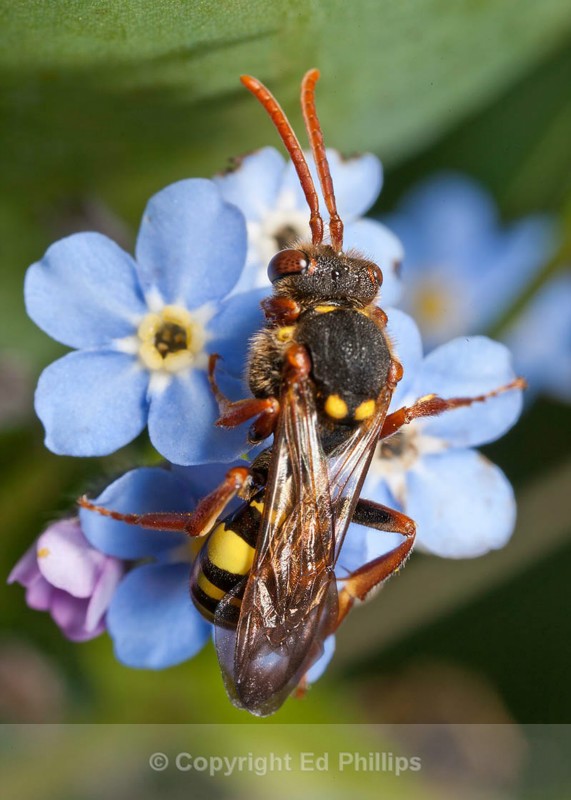 N. marshamella (f) - Nomada marshamella