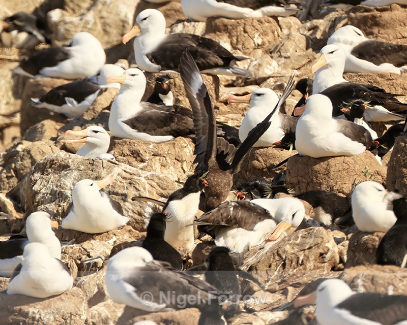 Brown Skua trying to steal Rockhopper Penguin egg, Steeple Jason - Falkland (Brown) Skua