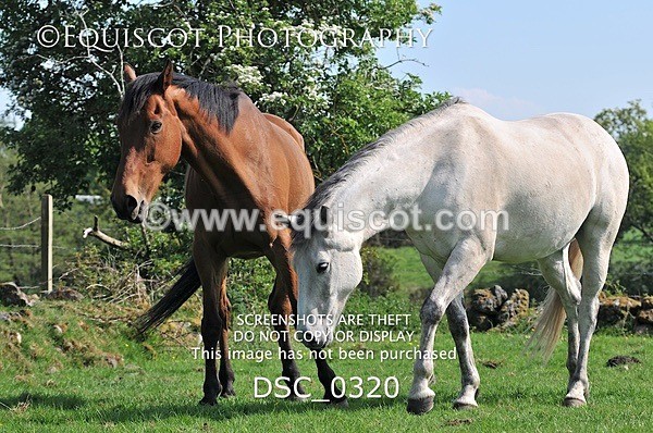 DSC_0320 - ARCHIVE REQUEST - Quincy and Guinness