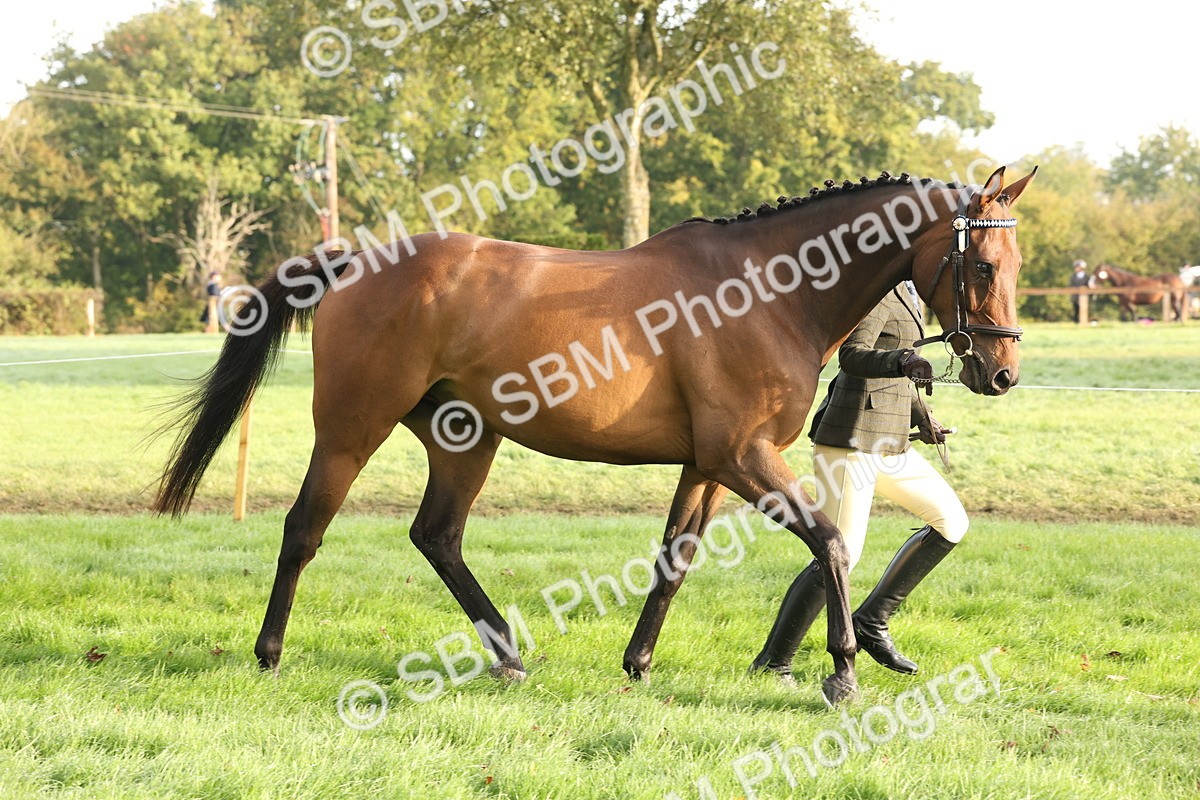SBM_54943 - S52 - Riding Horse & Hack & thoroughbred In Hand