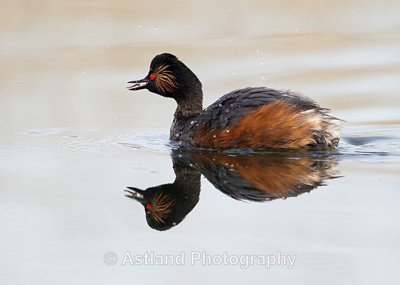 Astland Photography, Bird and Wildlife Images, Susan and Peter Wilson, U.K.
