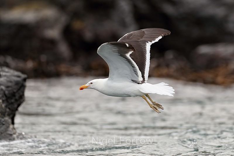 Kelp Gull flies past close, Chanaral Island, Chile - Kelp Gull