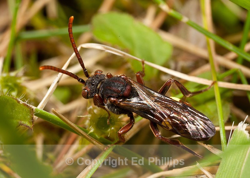 Nomada hirtipes (f) - Nomada hirtipes