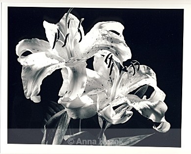Black & white lillies - Flowers
