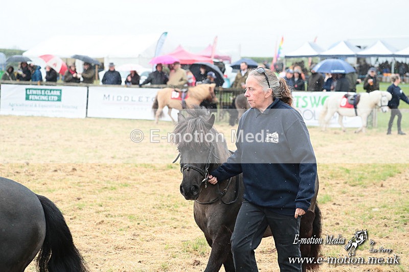 SHETPR 210425 6 - Shetland Ponies Paxford Races 21/04/25