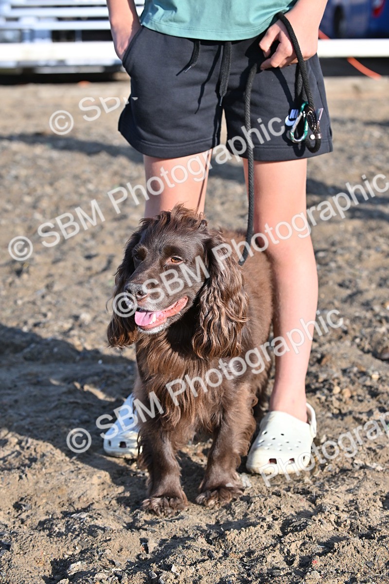 SBM_09387 - Lorry Dogs