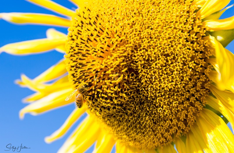 Sunflower and Bee 16