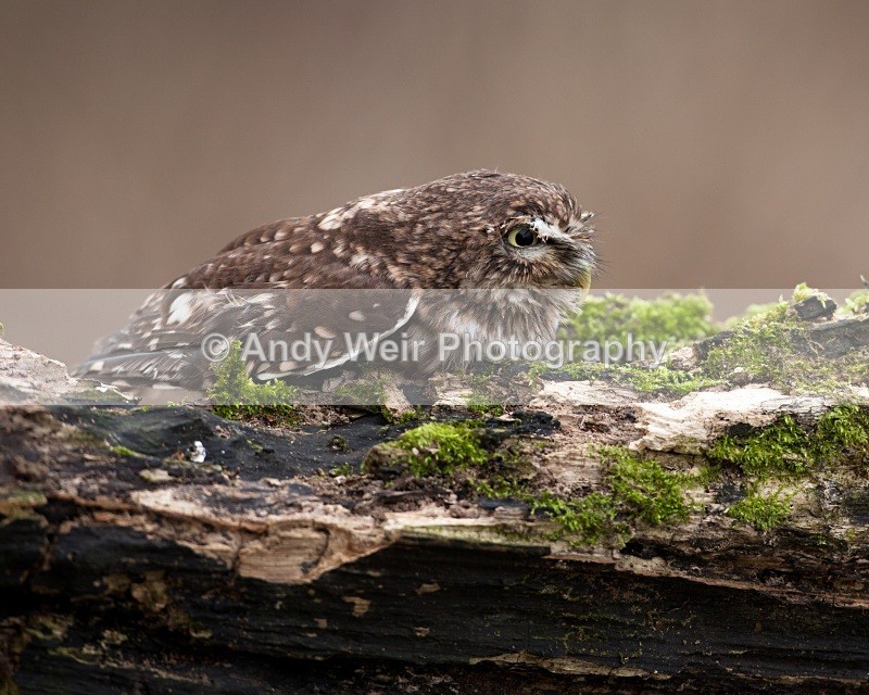 20110312-IMG_1285 - Little Owl