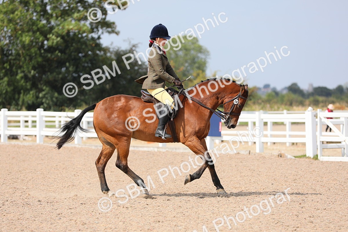 SBM_15593 - Class 311 Ridden Show Pony/ Show Hunter Pony