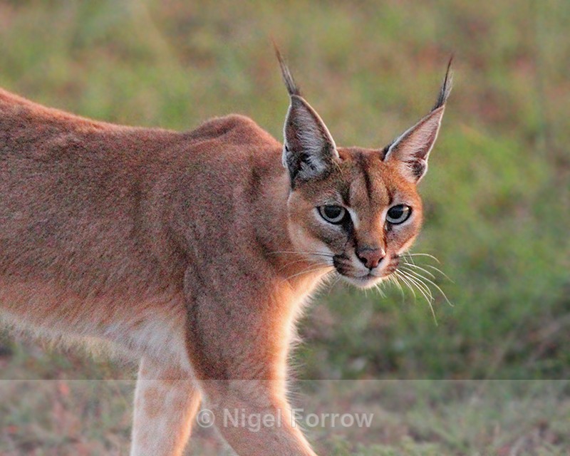 Caracal - Caracal