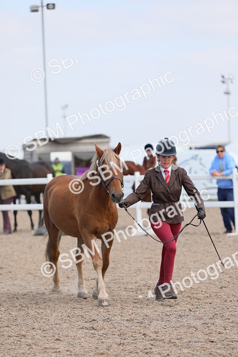 SBM_15811 - Class 312 IH Competition Horse/Pony