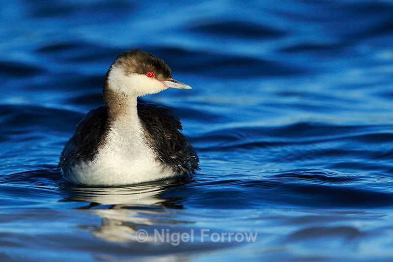 Slavonian Grebe frontal view, Farmoor Resrvoir - Slavonian Grebe