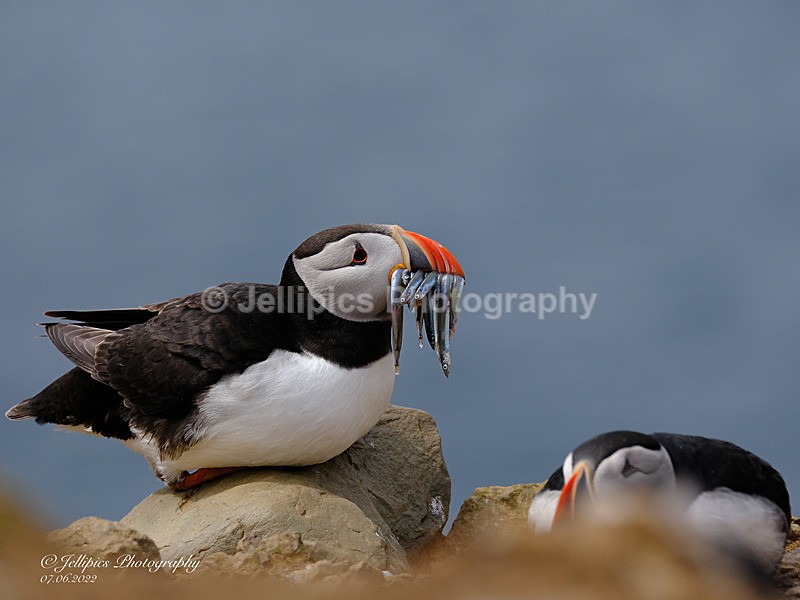  - Wildlife and Nature