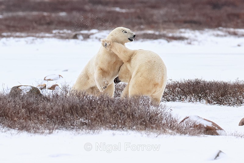 Polar Bear fends off another with paw during sparring, Churchill - Polar Bear