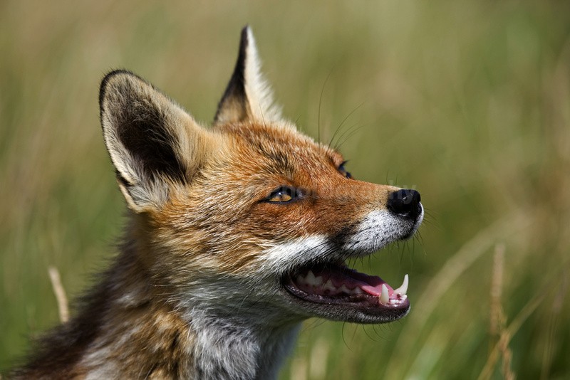  - Wildlife, Mammal Photography, Great Britain