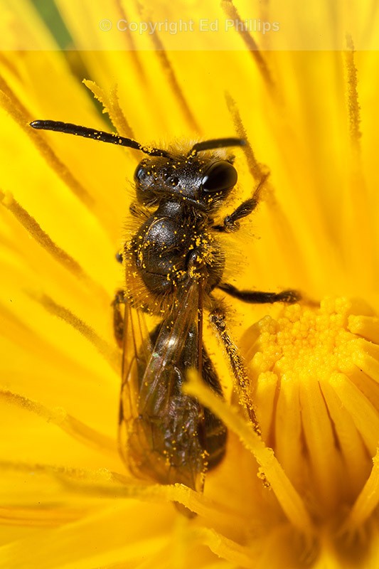 Andrena chrysosceles (m)