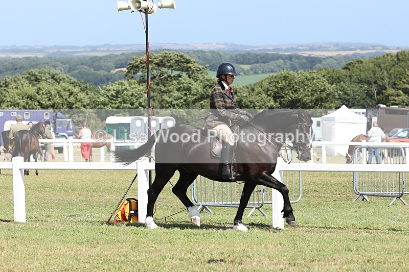 JPP_2258 - Class 19: Working Hunter 60cm