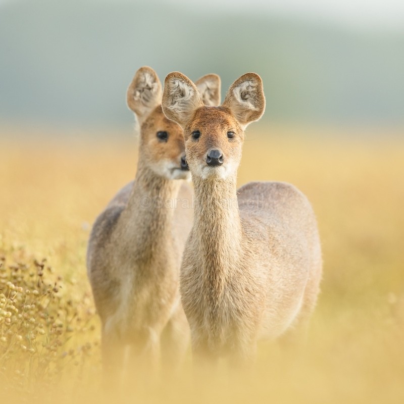 Chinese Water Deer SD2535 - Greeting Cards