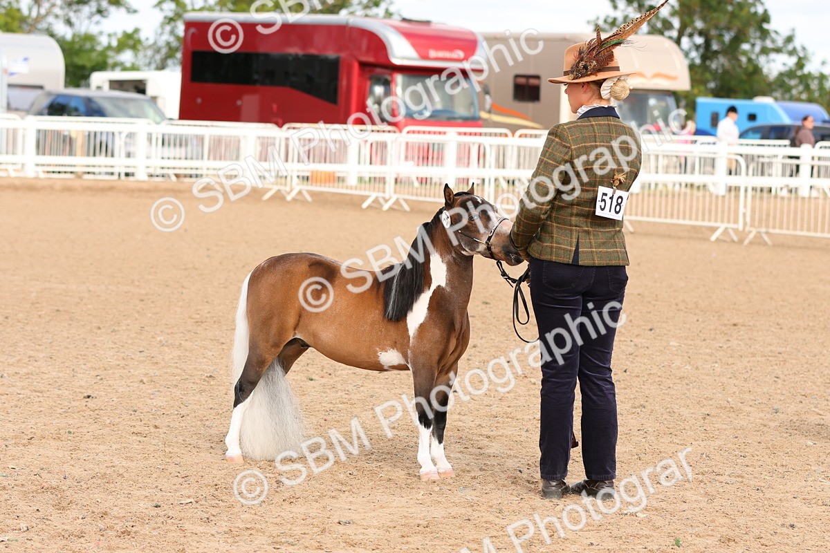 SBM_10336 - Class 206 - IH Non Show Type Pony