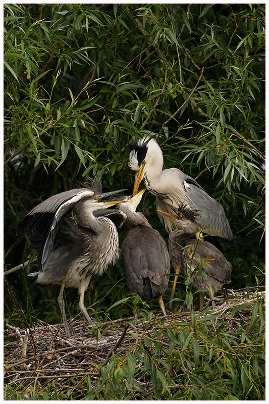 Grey Heron feeding Young - Latest Work