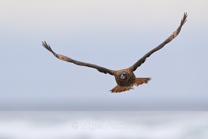 Striated Caracara flying wings up, Sea Lion Island, Falklands - Striated Caracara