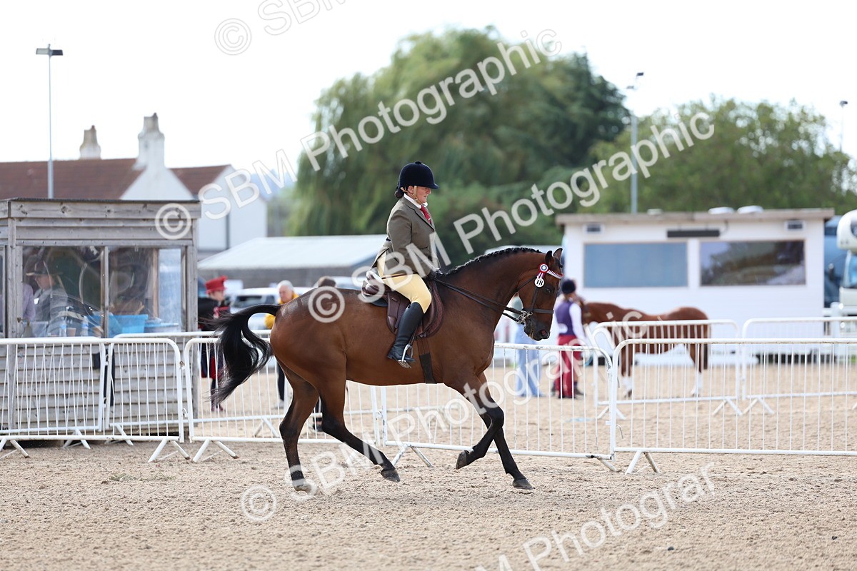 SBM_09163 - Class 303 - Ridden Pure Bred Horse Pony
