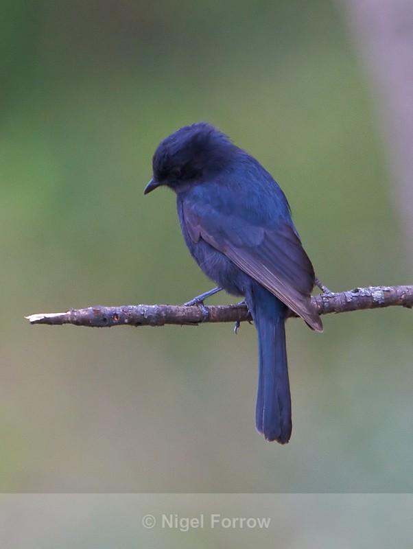 Southern Black Flycatcher perched on a branch - Southern Black Flycatcher