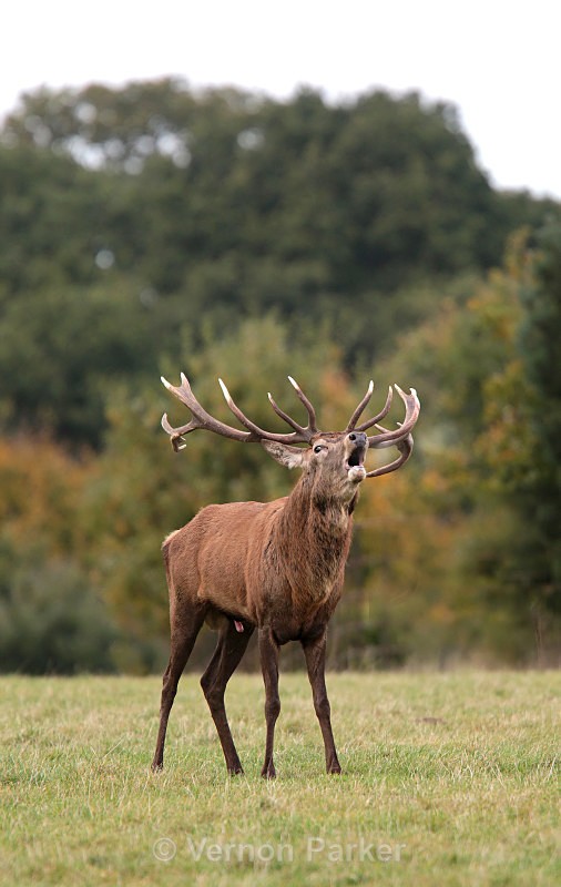 Red Deer, Rutting time - Wildlife