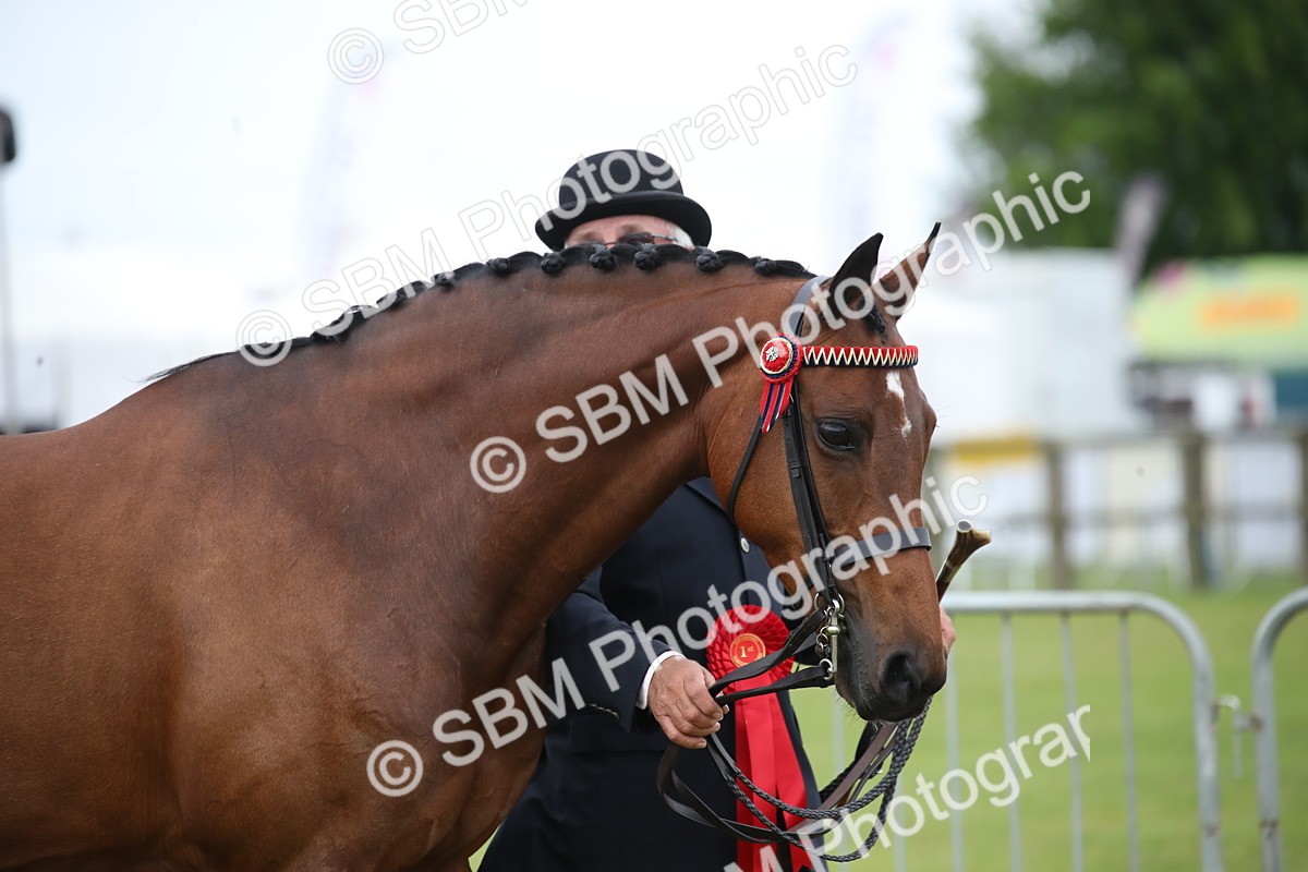 SBM_00199 - Class 17-20 - Arab & Part Bred - Anglo Arab In Hand