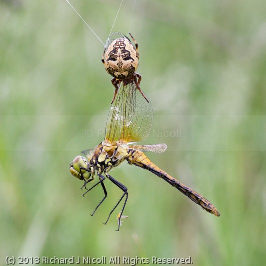 Furrow Orbweaver (Larinioides cornutus) with Common Darter (Symp - Furrow Orbweaver (Larinioides cornutus)